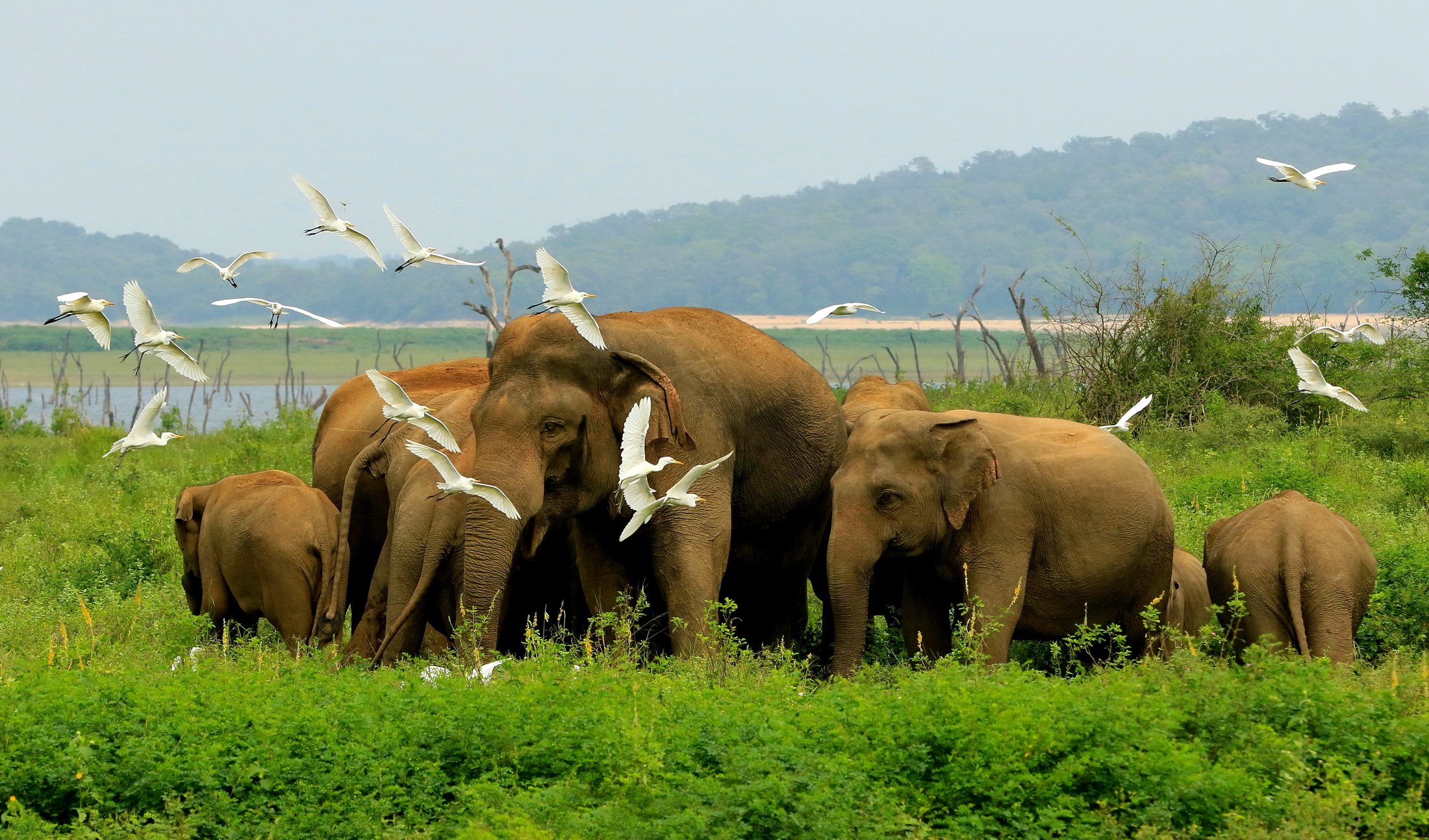 斯里兰卡旅游新宣传片视角独特 让人们跟随奇妙的野生动物去旅行