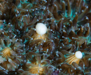 昆士兰迎来一年一度大堡礁珊瑚产卵旺季，“海底飞雪”奇景再现