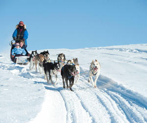 阿拉斯加艾迪塔罗德狗拉雪橇大赛即将在3月拉开帷幕