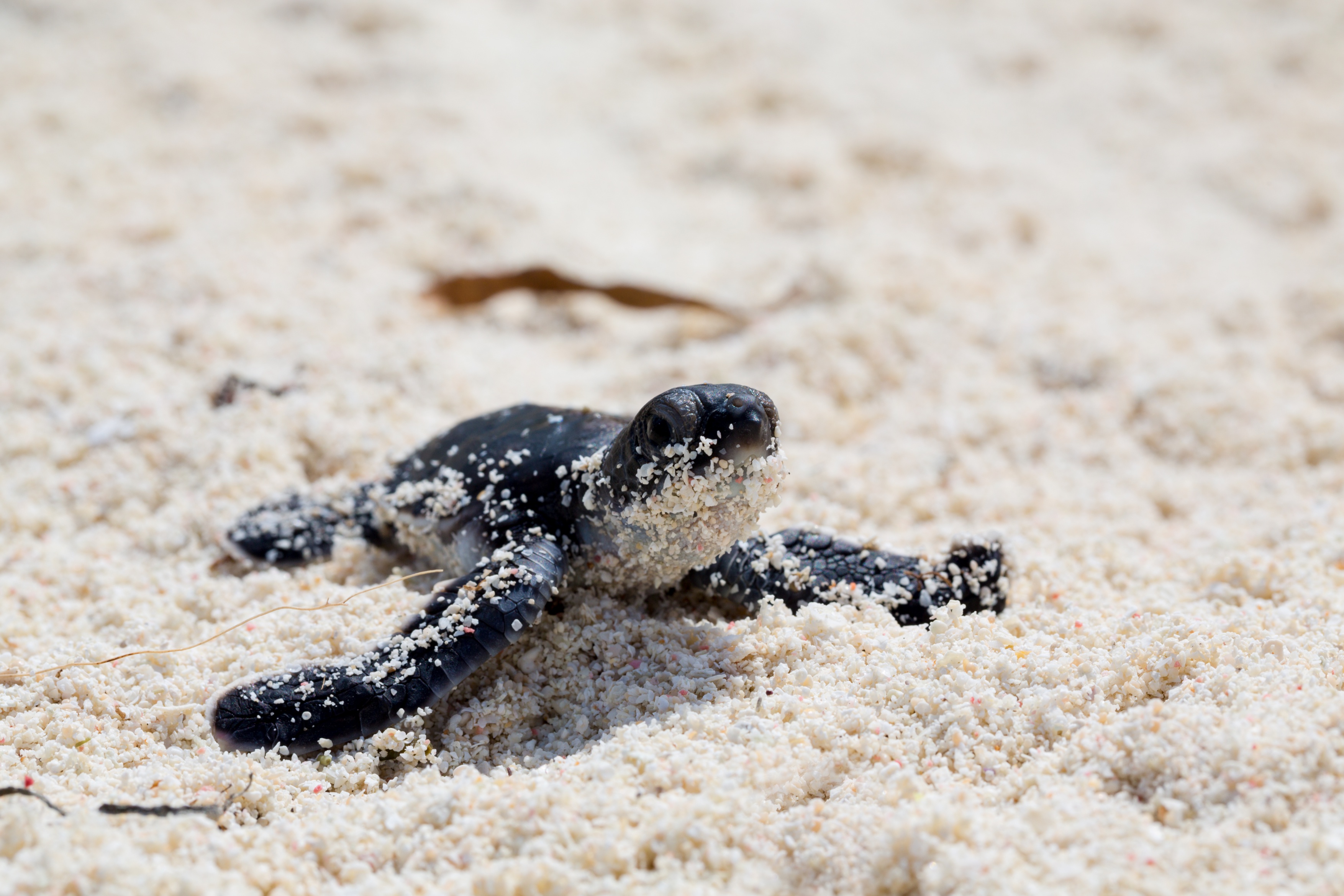 拉姆岛六善酒店水上活动季回归  冲浪、海龟孵化和客席专家等体验精彩纷呈