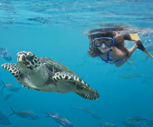 “世界海龟日”  盘点斐济五大海龟保护行动计划