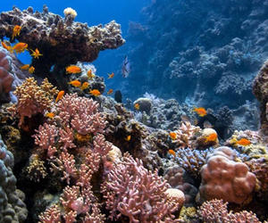 世界野生动植物日对话海洋生物学专家，详解MSC地中海邮轮珊瑚礁修复及海洋生态系统保护计划