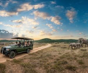 纵情云游，南非旅游局呈现“落日动物追踪之旅”线上直播
