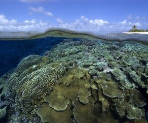 MSC地中海基金会与世界自然保护联盟达成合作伙伴关系，共同开展珊瑚礁保护工作