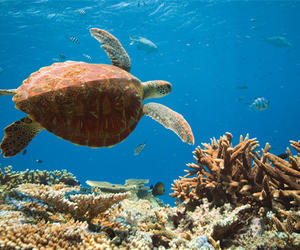 大堡礁基金会携手两大国际品牌 开创珊瑚礁保护全新计划，保护地球应对气候变化