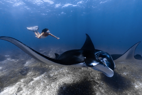 印尼纳闽巴霍TA&rsquo;AKTANA豪华精选水疗度假酒店推出魅力蝠鲼季探索之旅